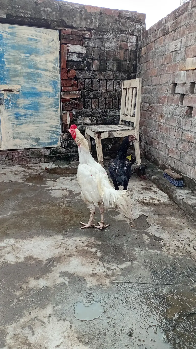 Heera AseelMurga Healthy and Active — photo 8