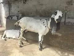 Desi Makhi Cheni with Male kid