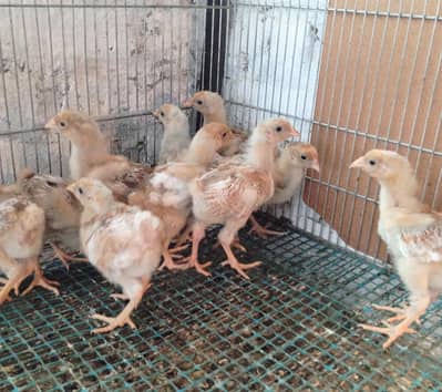 wyndotte polish & heavy buff chicks