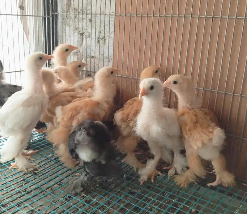 wyndotte polish & heavy buff chicks — photo 2