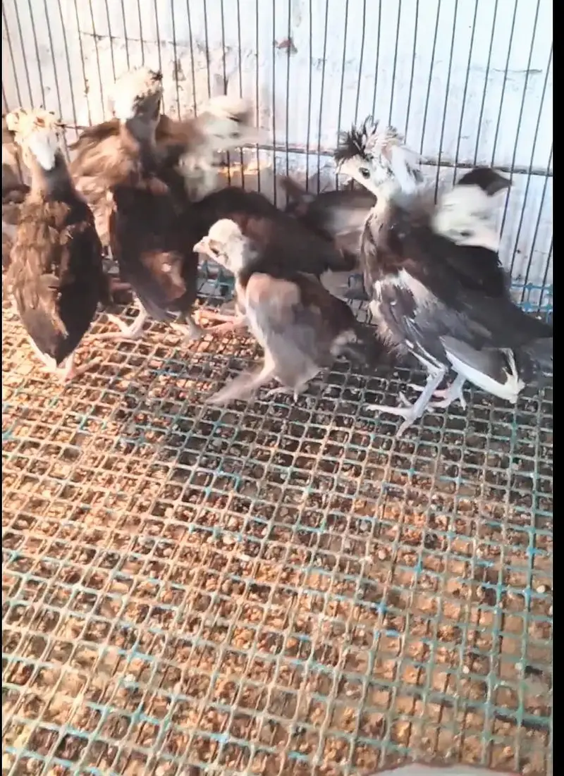wyndotte polish & heavy buff chicks — photo 3
