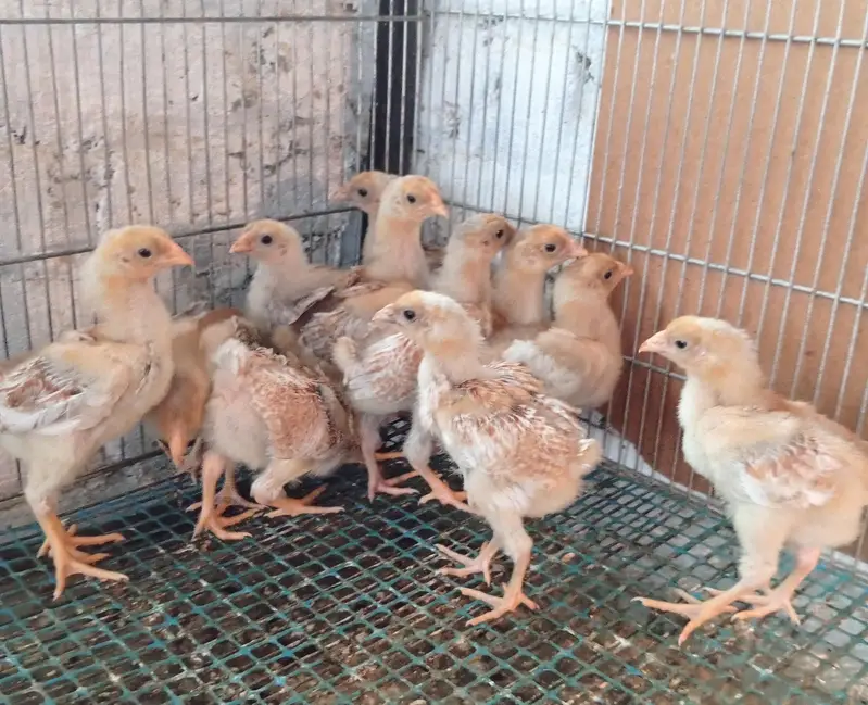 wyndotte polish & heavy buff chicks — photo 4