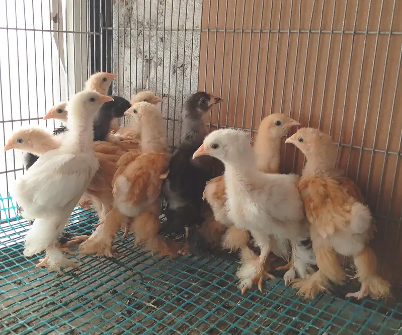 wyndotte polish & heavy buff chicks — photo 5