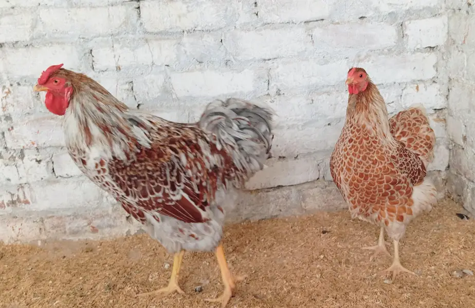 wyndotte polish & heavy buff chicks — photo 6