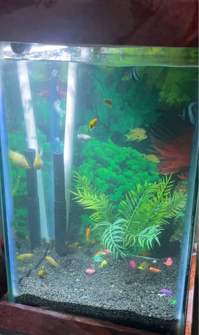 Fish Aquarium