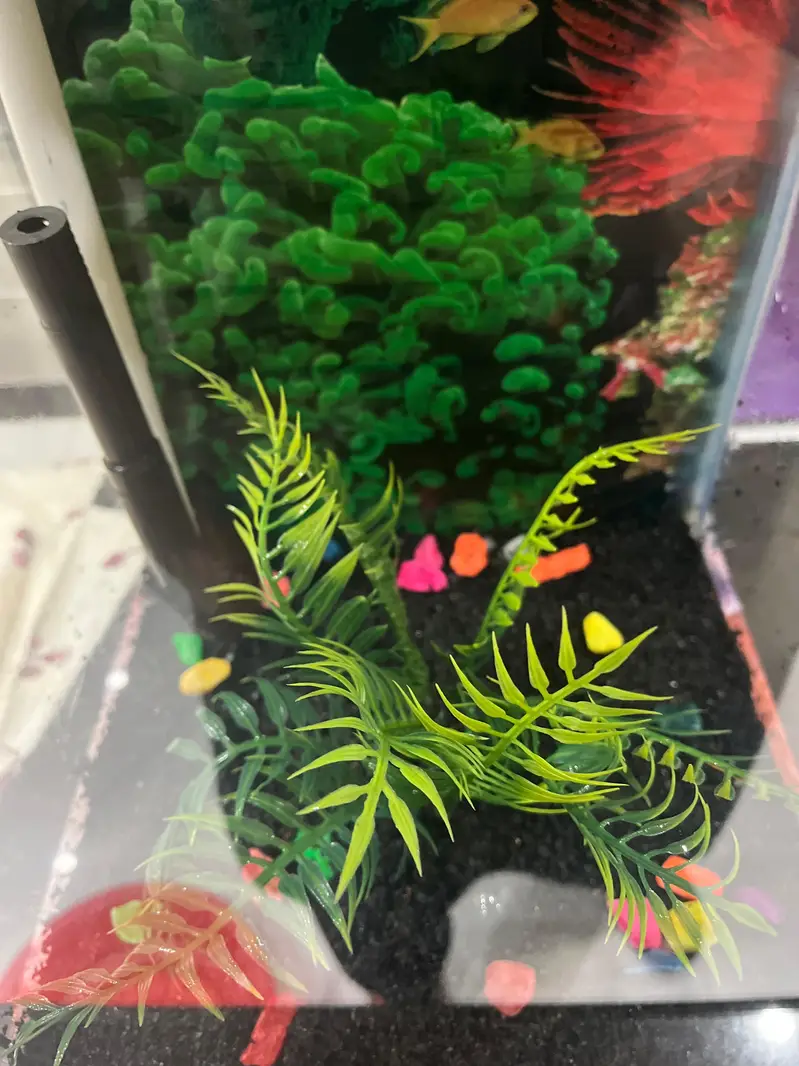 Fish Aquarium — photo 2