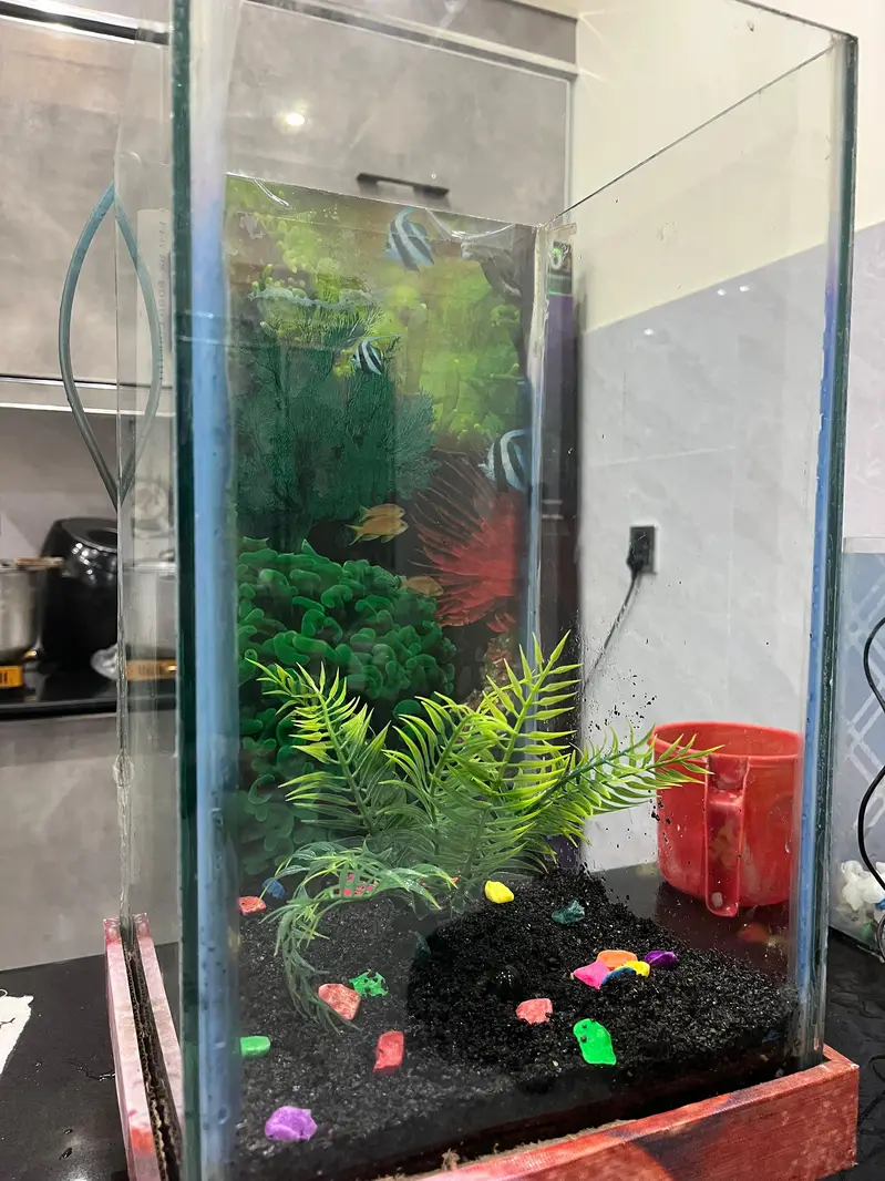 Fish Aquarium — photo 3