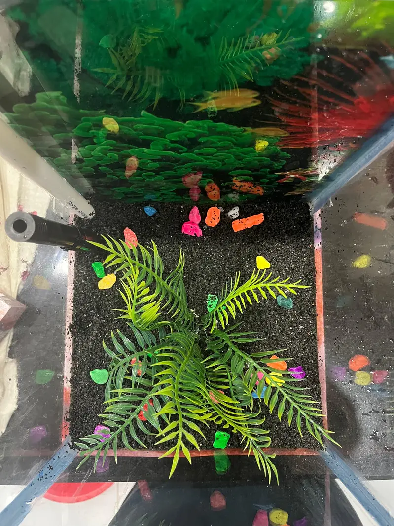 Fish Aquarium — photo 4