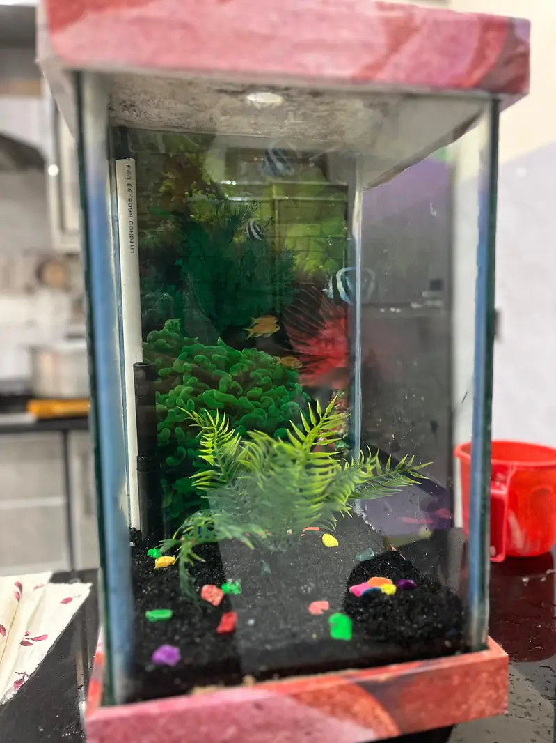 Fish Aquarium — photo 5