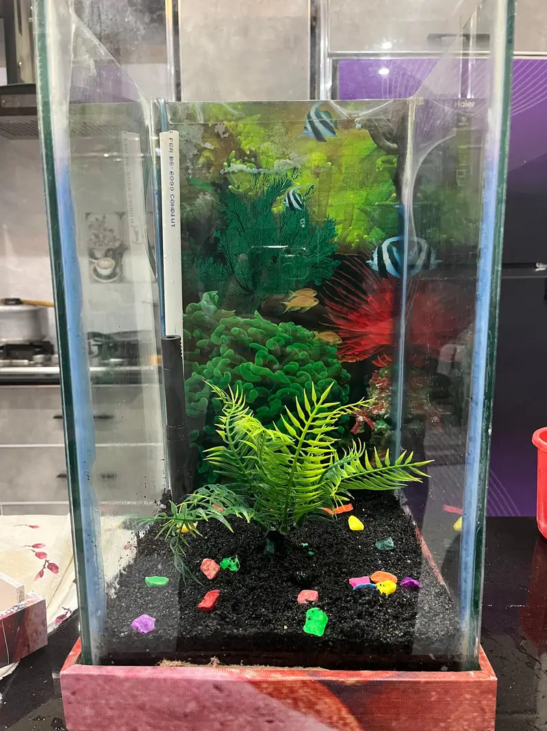 Fish Aquarium — photo 6