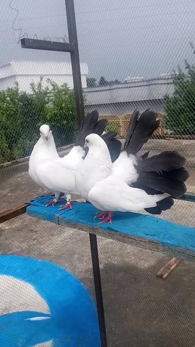 black tale laka