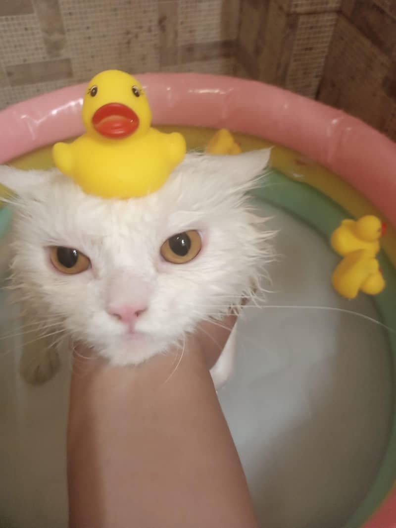 persion cats 0