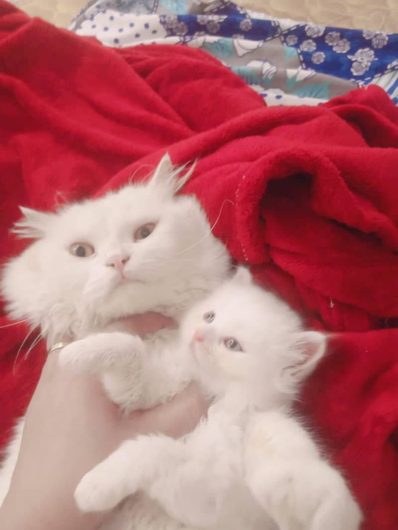persion cats 1