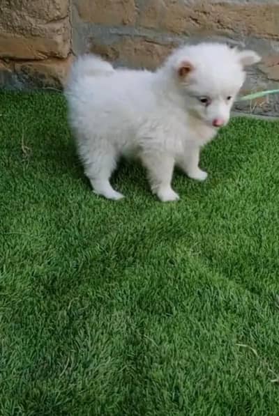 Russian puppy dog for sale
