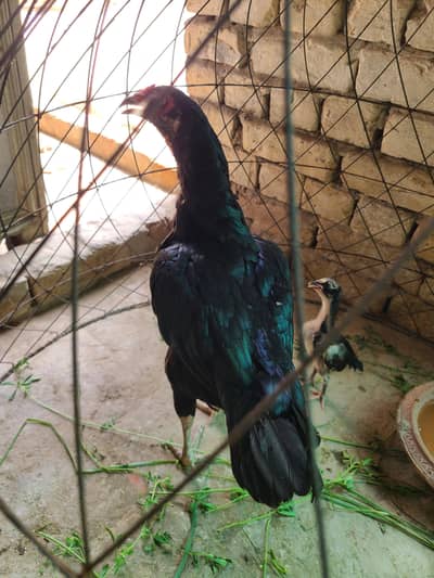 lasani murgi with one chick