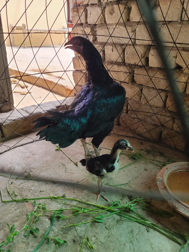 lasani murgi with one chick — photo 2
