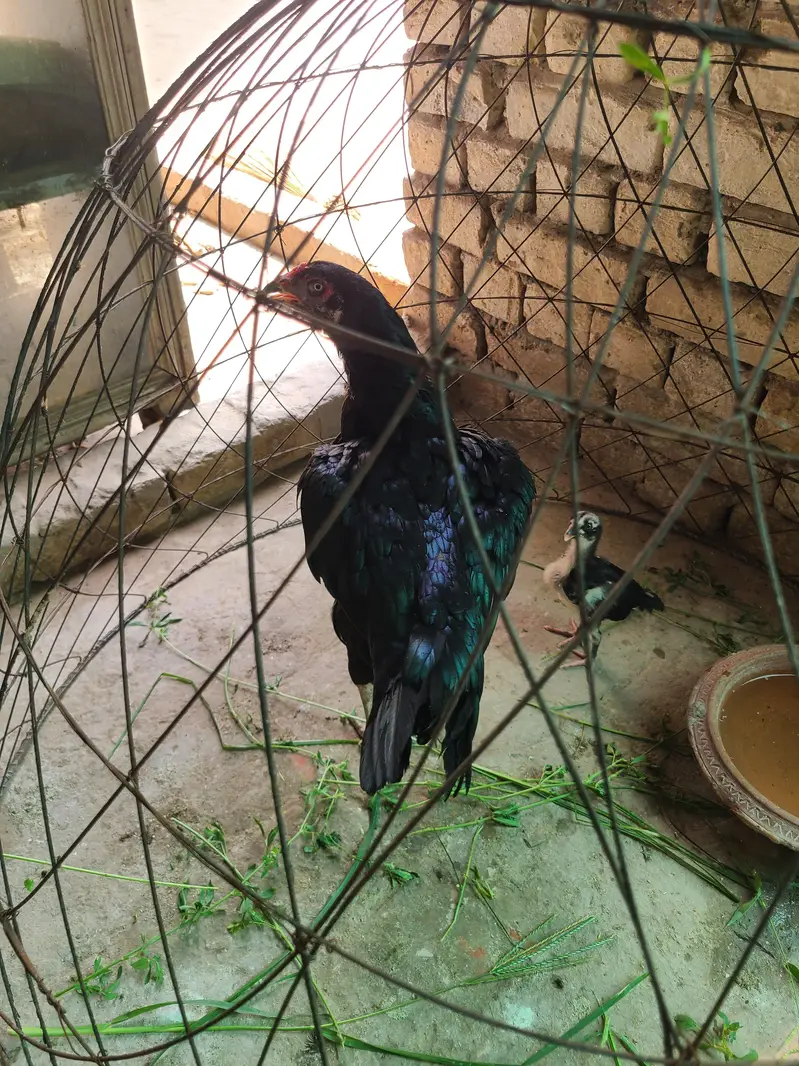 lasani murgi with one chick — photo 3