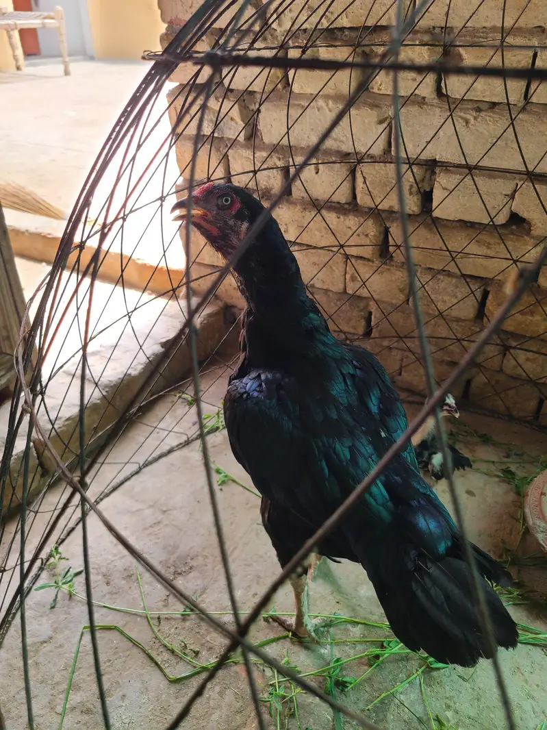 lasani murgi with one chick — photo 4
