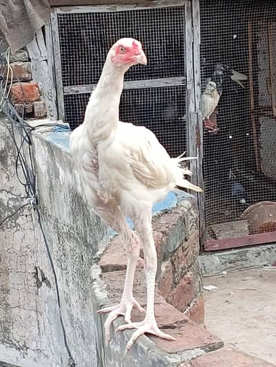 pure Heera aseel