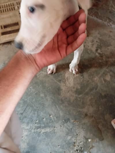 bully dog puppy this  fatheris champion 