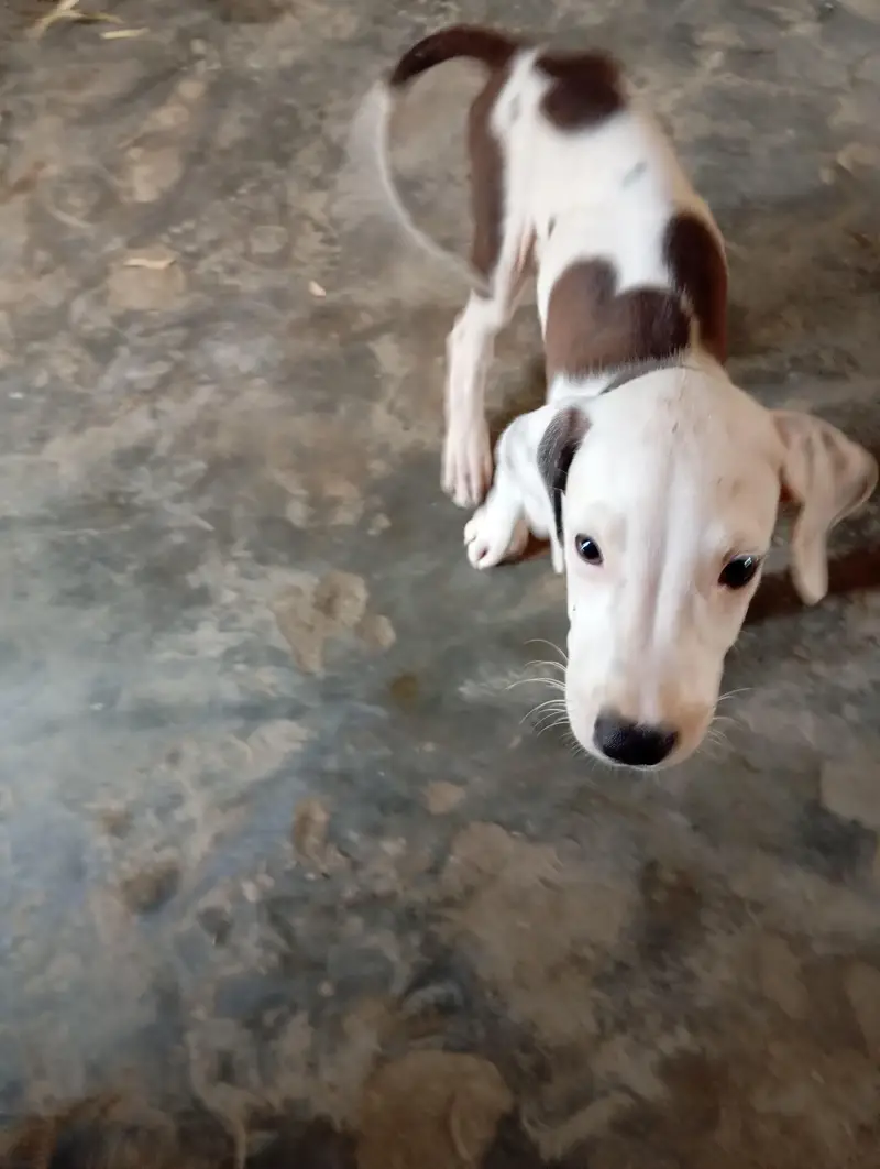 bully dog puppy this  fatheris champion  — photo 2