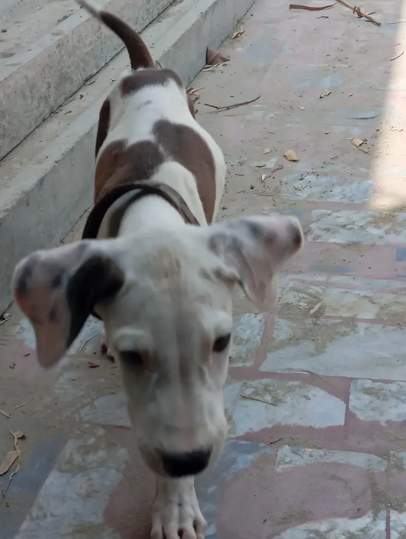 bully dog puppy this  fatheris champion  — photo 3