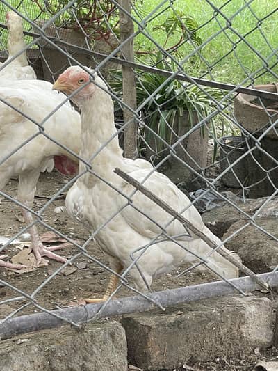 Short beak heera madi