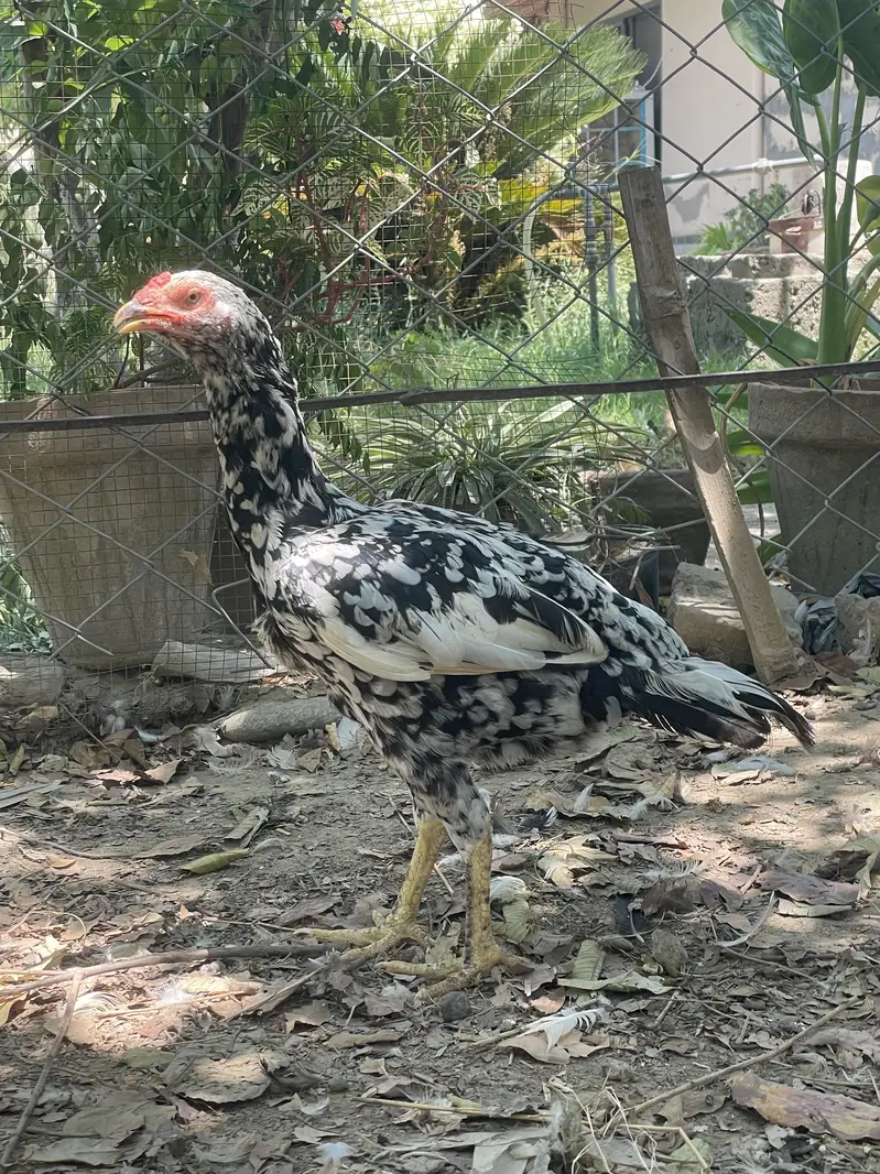 Short beak heera madi — photo 2