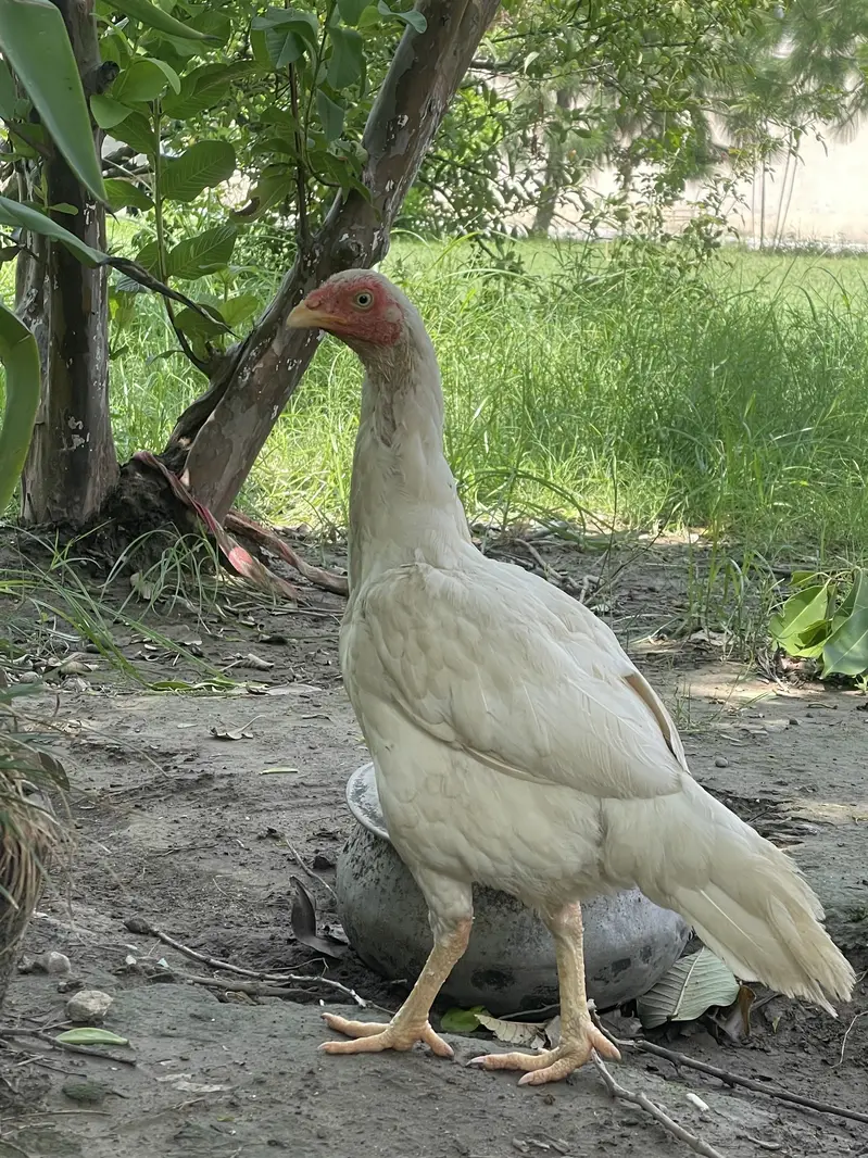 Short beak heera madi — photo 3