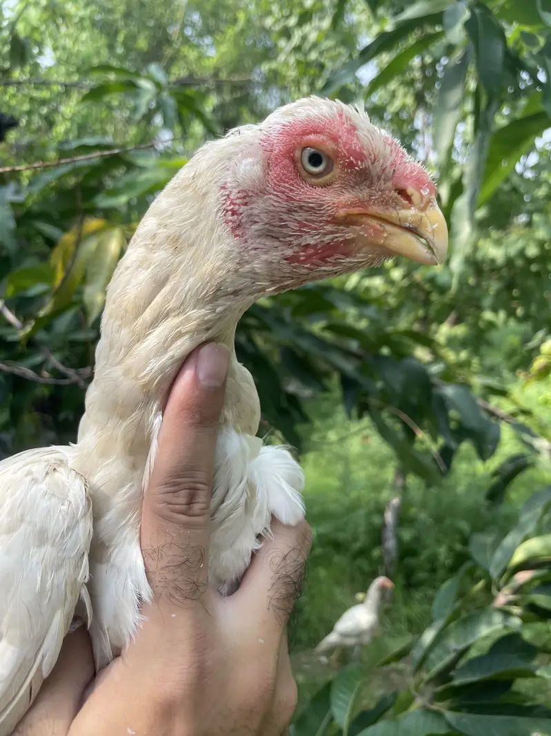 Short beak heera madi — photo 4