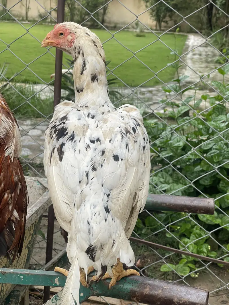 Short beak heera madi — photo 5