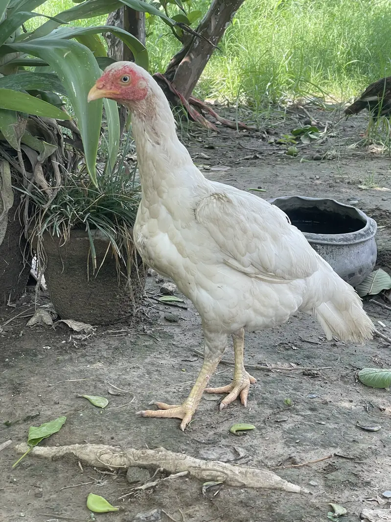 Short beak heera madi — photo 6