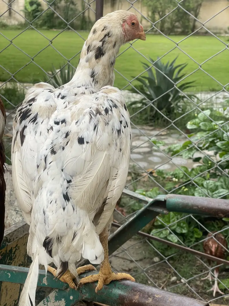 Short beak heera madi — photo 7