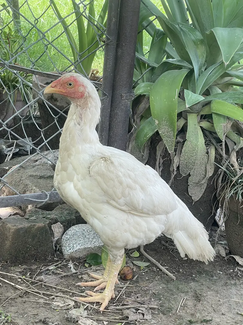 Short beak heera madi — photo 8