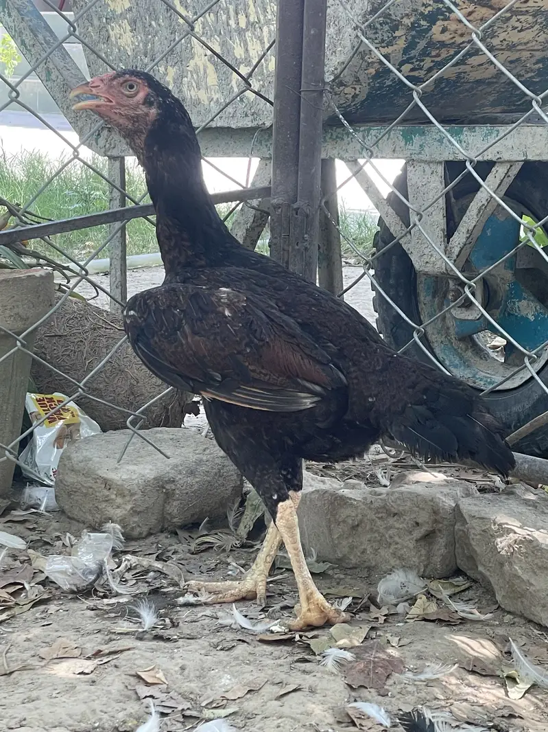 Short beak heera madi — photo 9