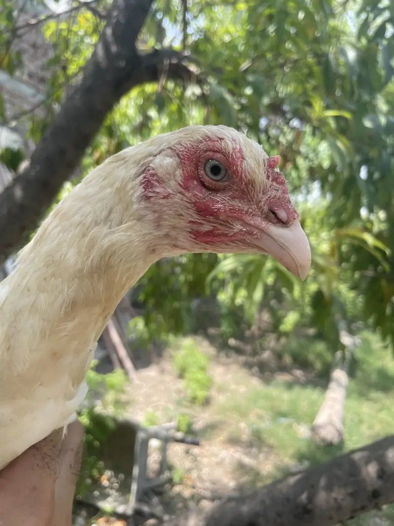 Short beak heera madi — photo 10