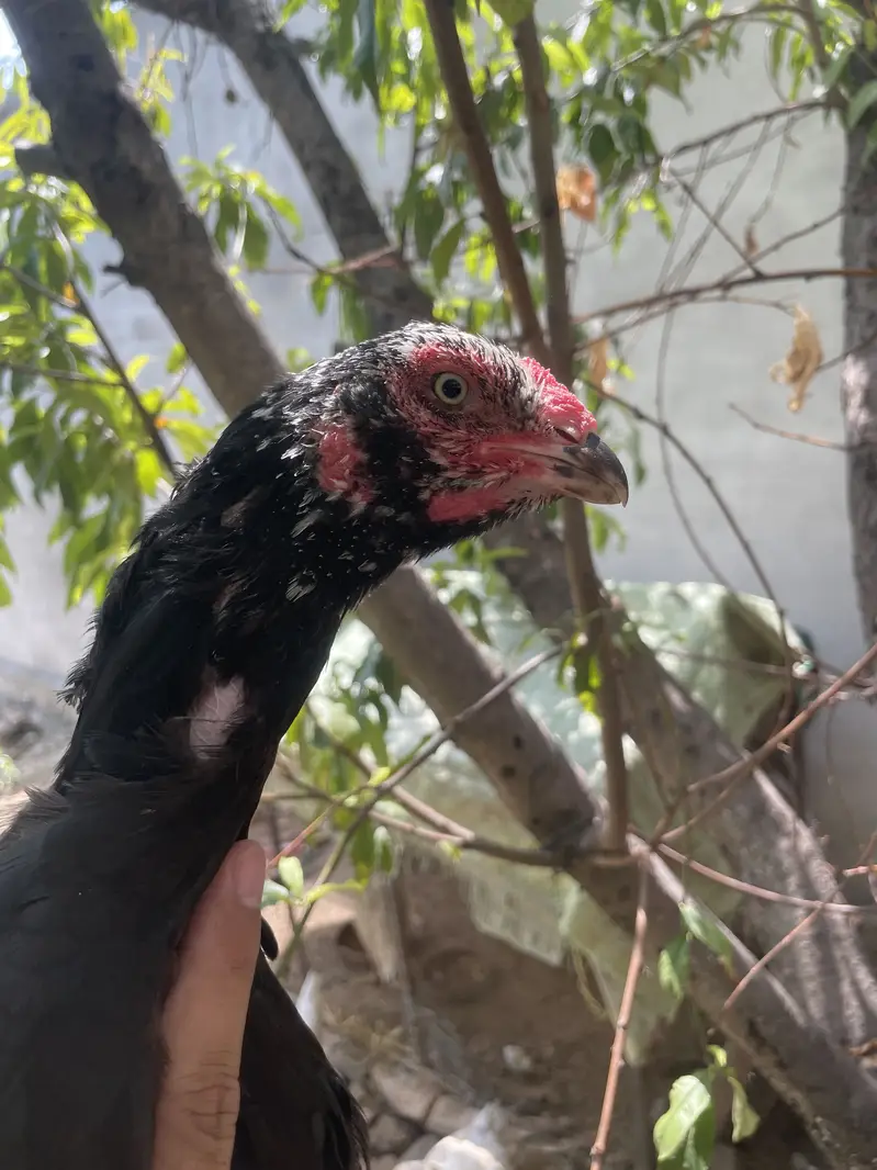 Short beak heera madi — photo 12