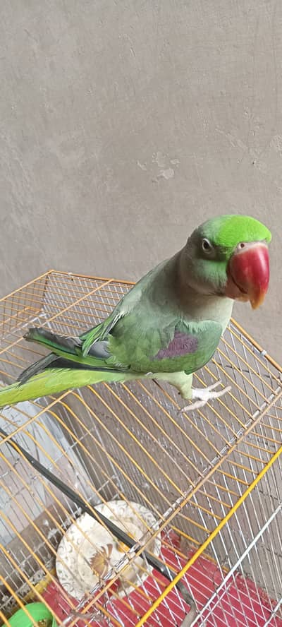 Raw Parrot