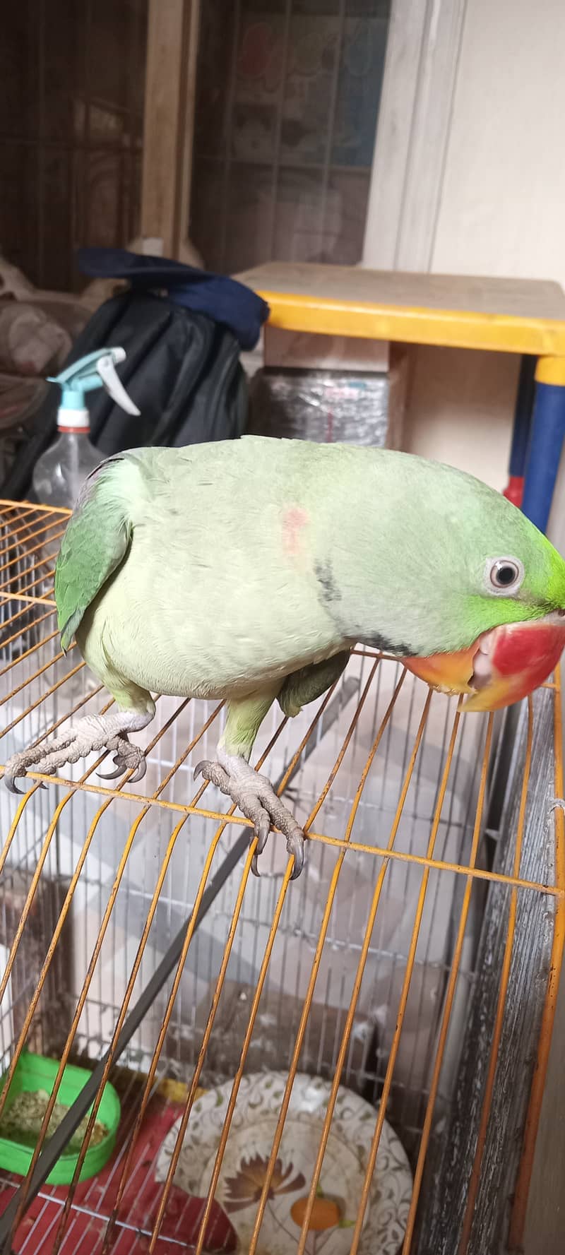 Raw Parrot 1