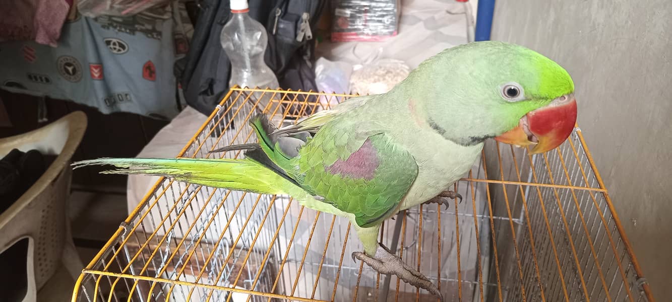 Raw Parrot 2