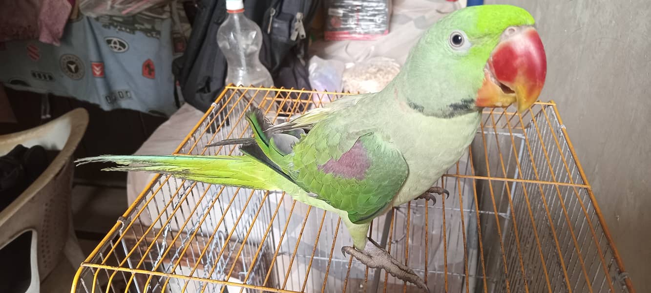 Raw Parrot 3