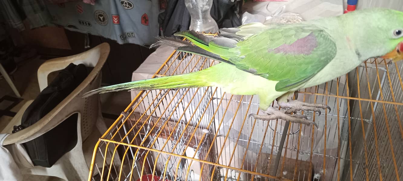 Raw Parrot 4