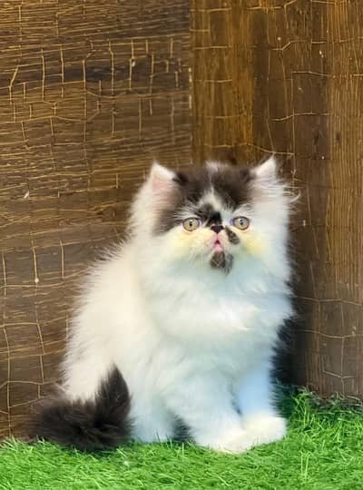 Persian kittens triple coat for sale contact whatsap plz 03716930454