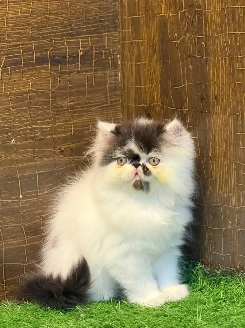 Persian kittens triple coat for sale contact whatsap plz 03716930454 — photo 2
