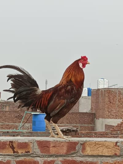 Desi hens pair