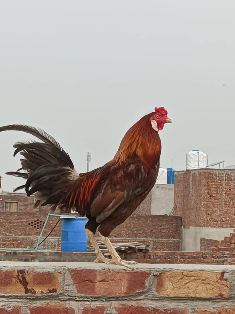 Desi hens pair 0