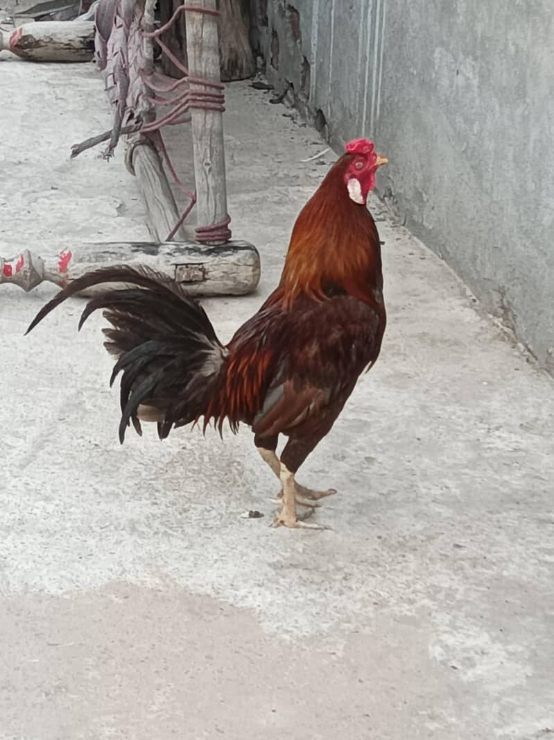 Desi hens pair 1