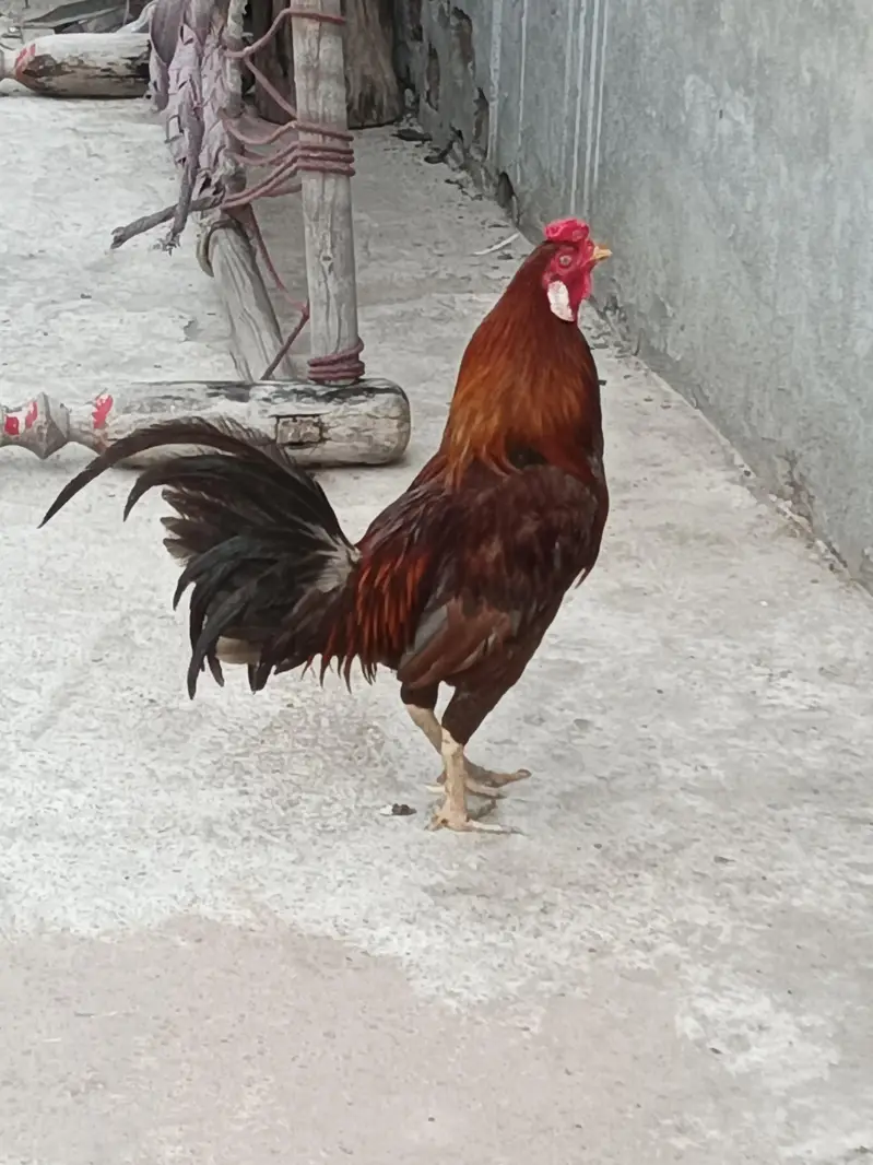 Desi hens pair — photo 2