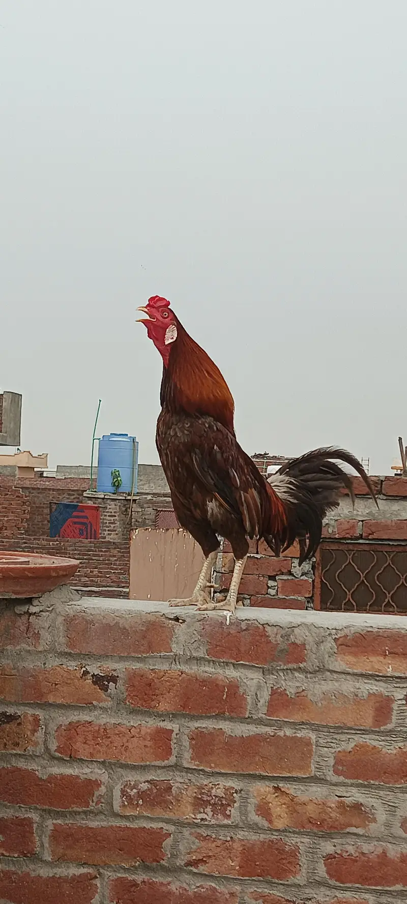 Desi hens pair — photo 3