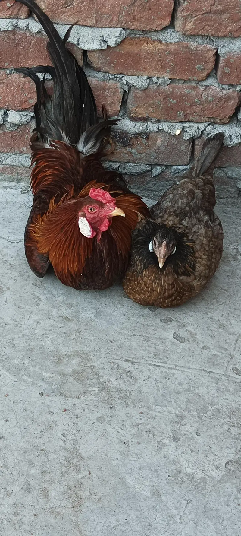 Desi hens pair — photo 4